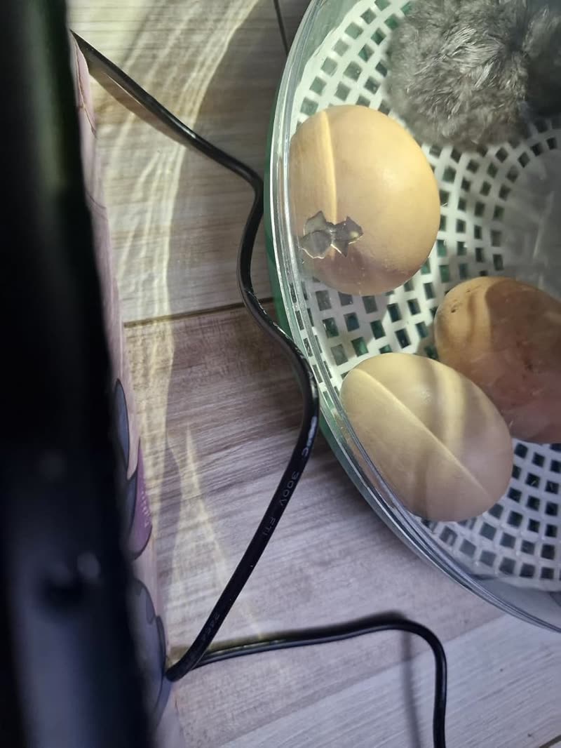 Customer photo of chicks hatched in the DX5 incubator