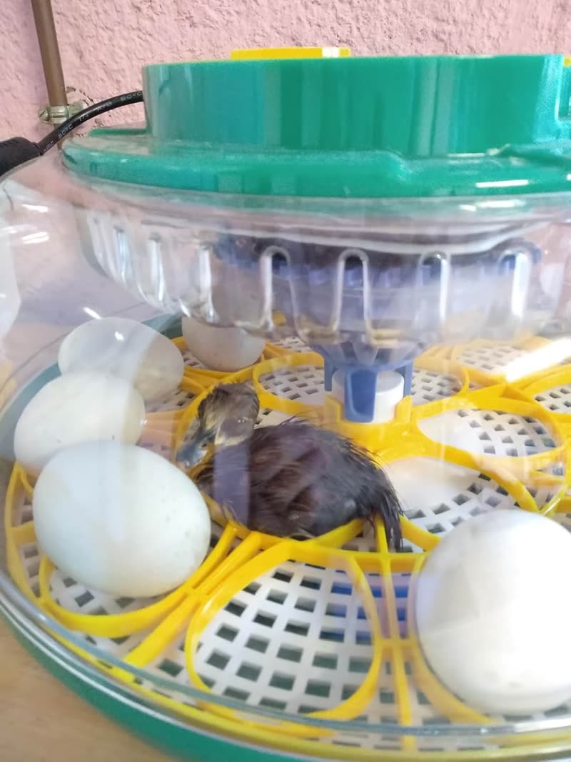 Customer photo of the egg tray set in the DX5