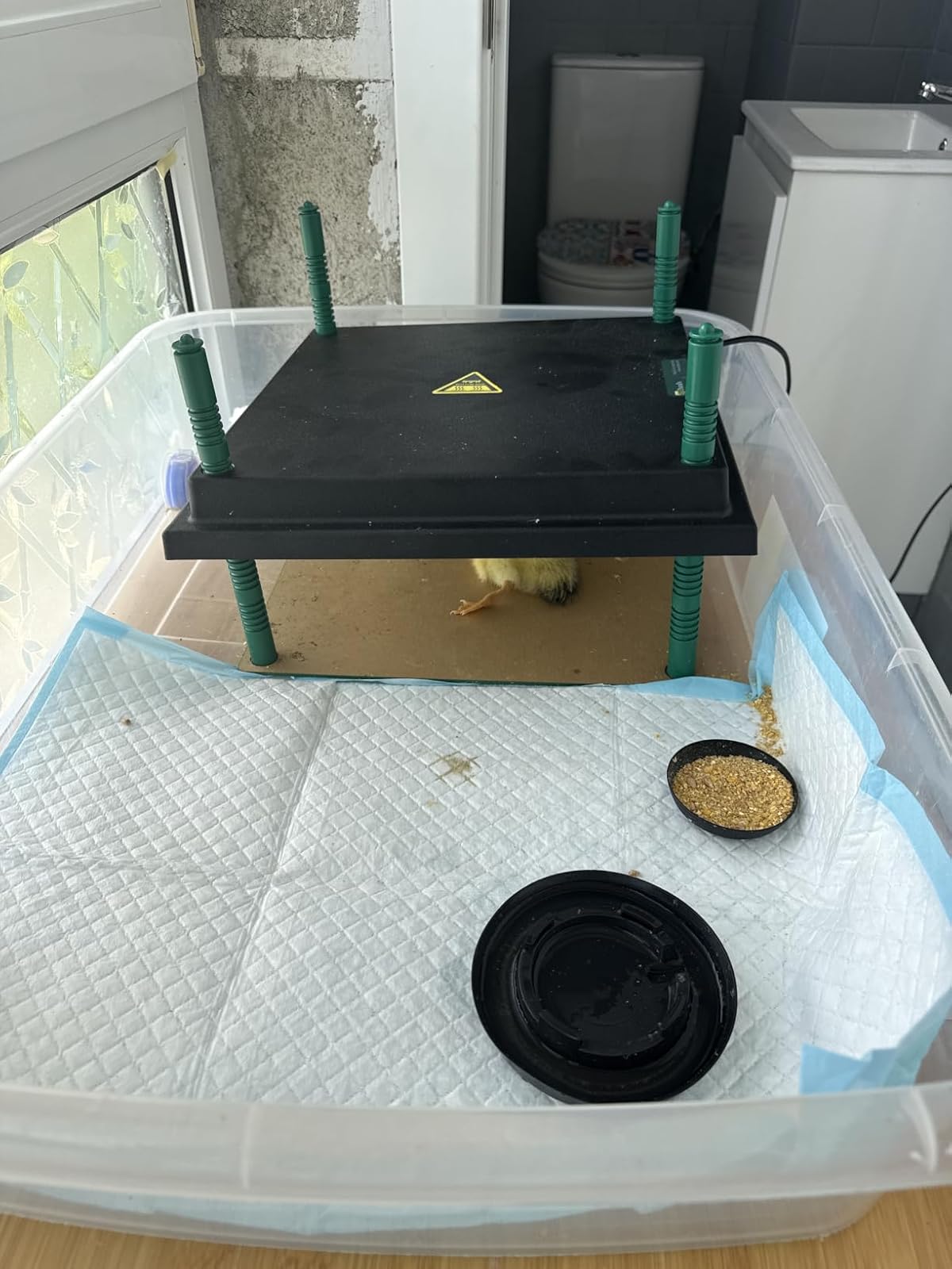A duckling under the Dural's heat plate on adjustable legs