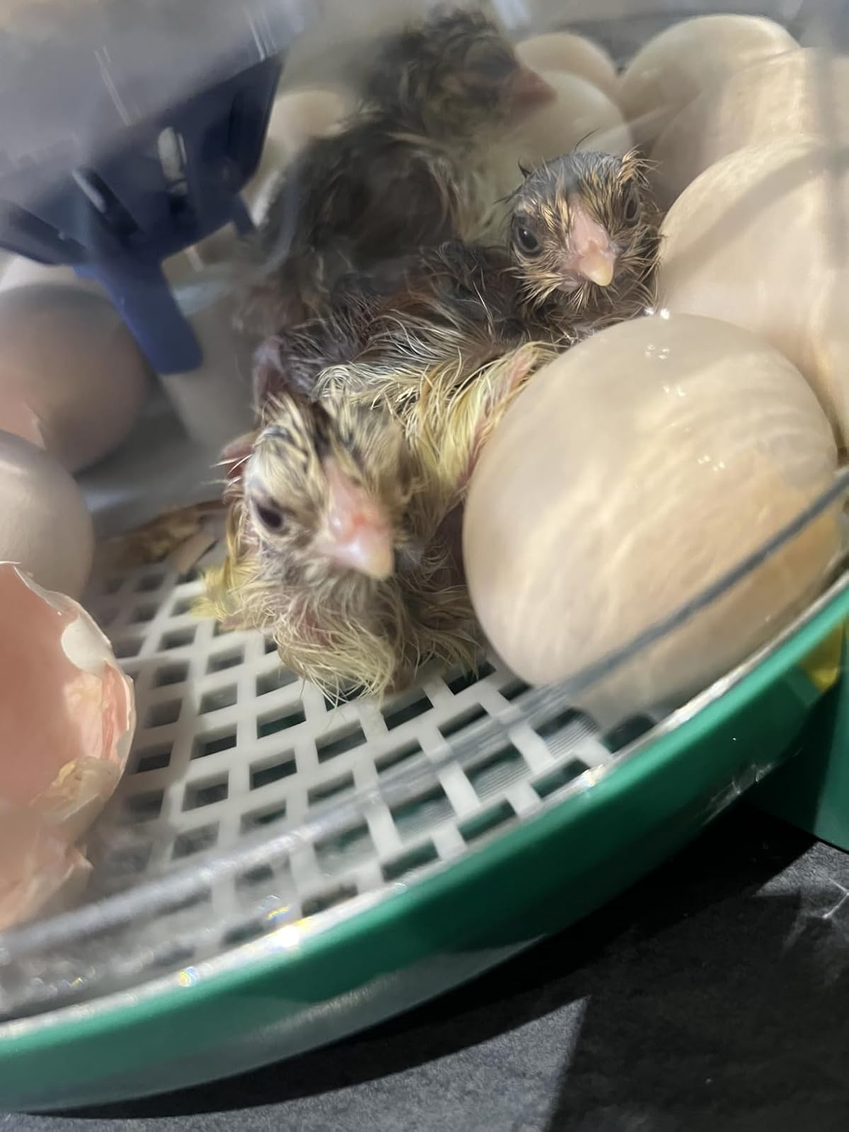 Freshly hatched chicks in the Dural's DX5 incubator, surrounded by eggs