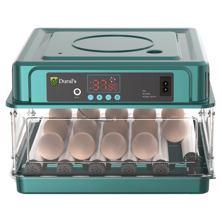 Couveuse automatique Dural's 16 œufs, tiroir transparent rempli d'œufs