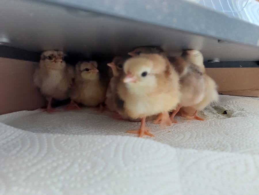 Poussins blottis sous la plaque chauffante