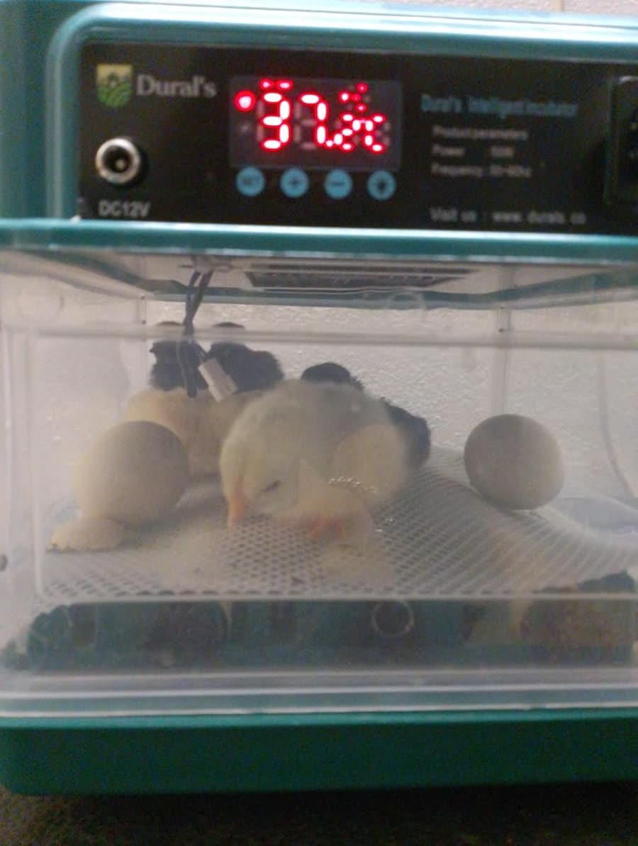 Poussins fraîchement éclos dans la couveuse 16 œufs, écran de température affiché