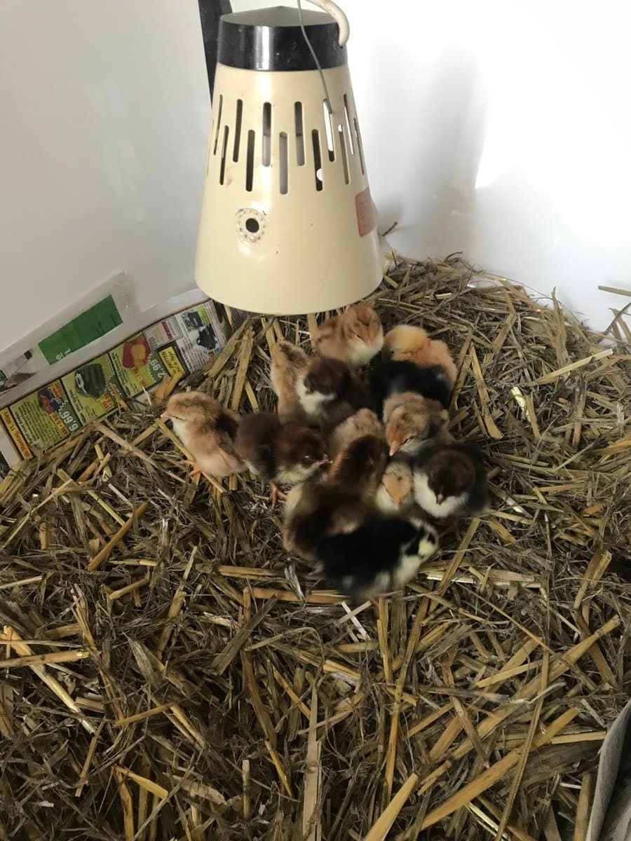 Une douzaine de poussins multicolores rassemblés sous l'éleveuse, sur la paille