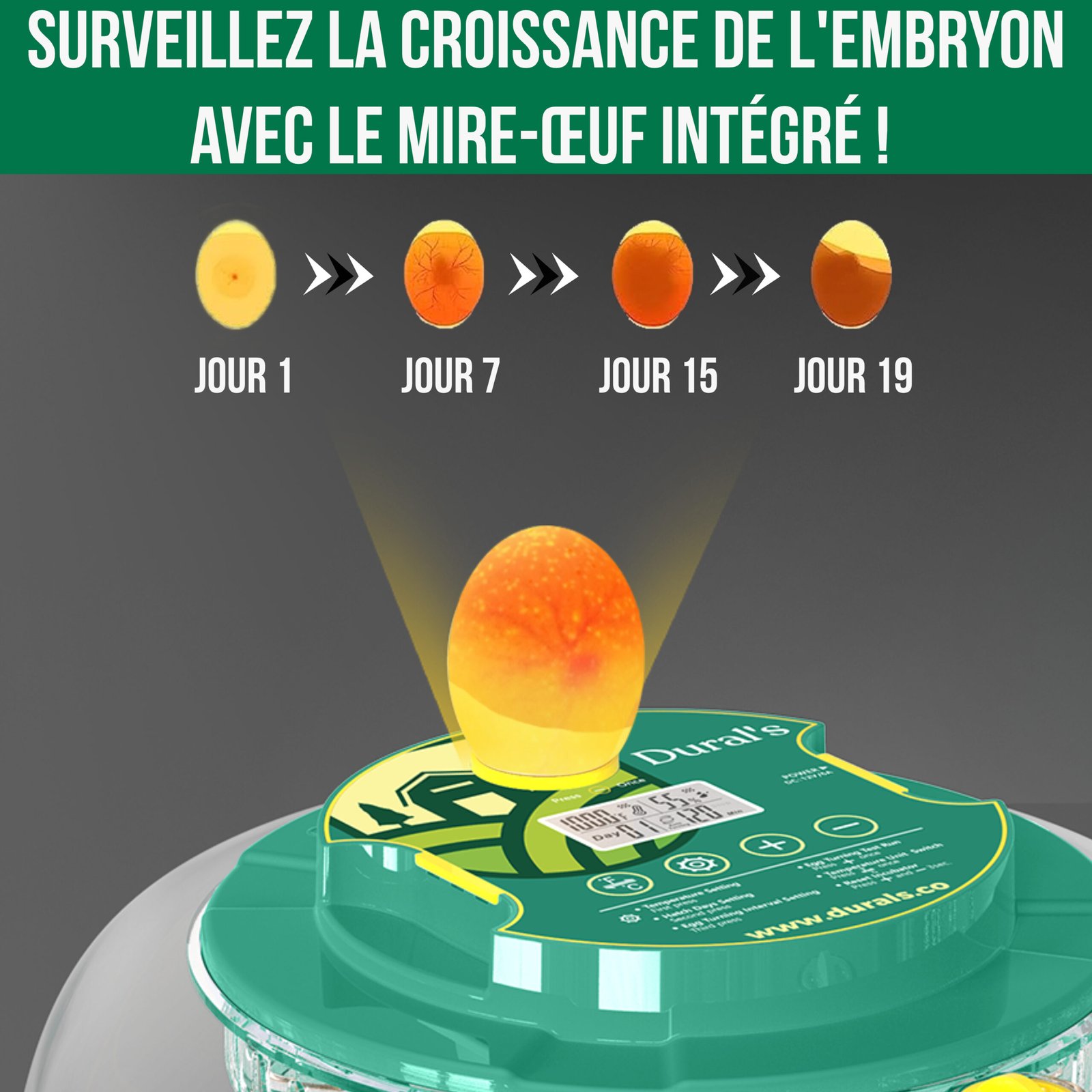 fr mire oeuf